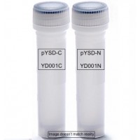 Yeast Display Vectors, low copy