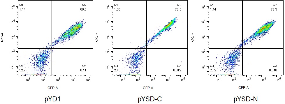 Yeast display vectors